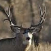 trophybuck1467